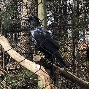 Common Raven