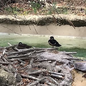 Wood Ducks