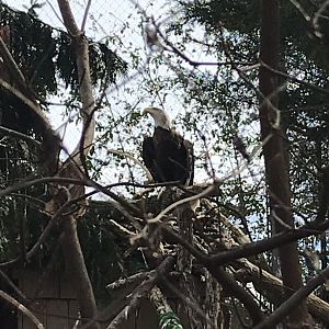 Bald Eagle