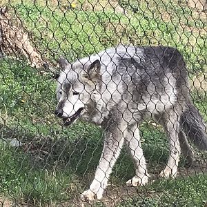 Gray Wolf