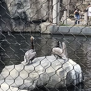 Brown Pelicans