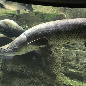 Arapaima
