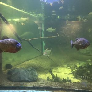 Red-Bellied Piranhas