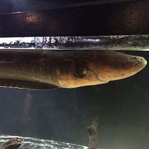 Electric Eel
