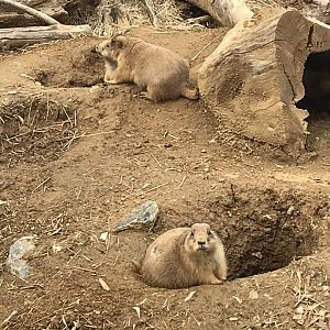 Black-Tailed Prairie Dogs