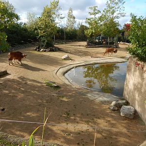 Islands - Javan banteng enclosure 071020