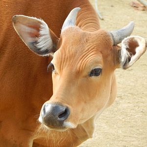 Islands - Javan banteng 071020