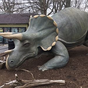 Triceratops Statue "Uncle Beazley"
