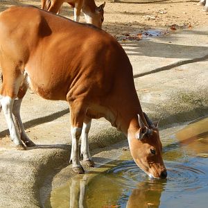 Islands - Javan banteng 071020