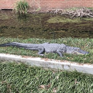 American Alligator