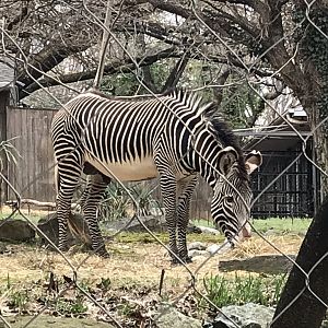Grevy's Zebra