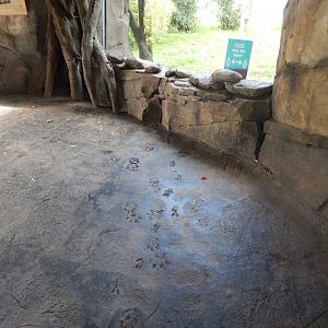 Islands - Tiger viewing area 071020