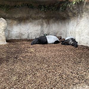 Islands - Malayan tapirs 071020