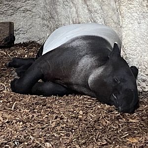 Islands - Malayan tapir 071020