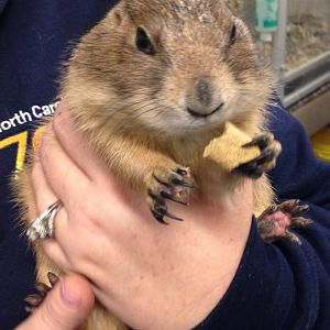 Behind the Scenes - KidZone: Black-Tailed Prairie Dog