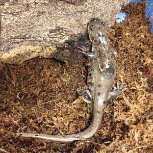 Behind the Scenes - KidZone: Tiger Salamander