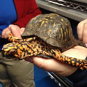 Behind the Scenes - KidZone: Eastern Box Turtle