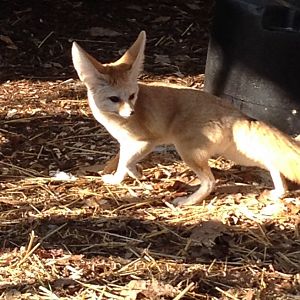Behind the Scenes - KidZone: Fennec Fox