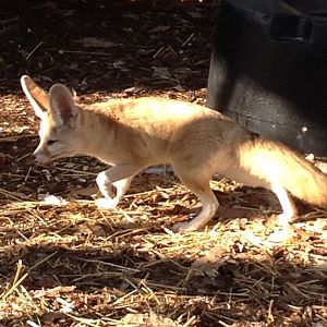 Behind the Scenes - KidZone: Fennec Fox