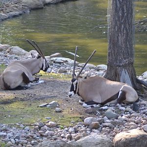 Gemsboks in the safari park at Kolmården