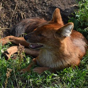 Dhole at Kolmården