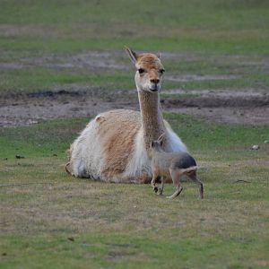 Vicuña and Patagonian mara at Kolmården