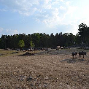 The savannah at Kolmården