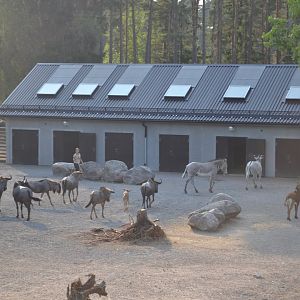Intake of the savannah animals at Kolmården