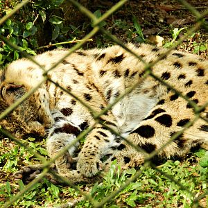 Serval - Zoo São Paulo