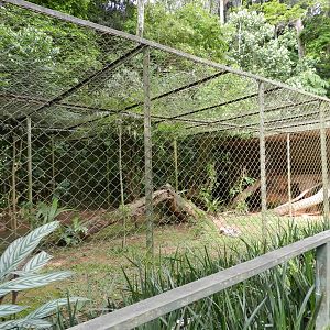 Serval exhibit - Zoo São Paulo