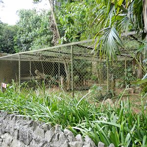 Caracal exhibit - Zoo São Paulo