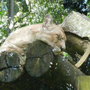 Sleeping cougar - Zoo São Paulo