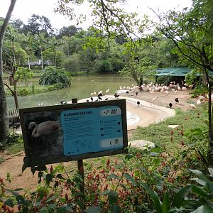 Flamingo lake - Zoo São Paulo