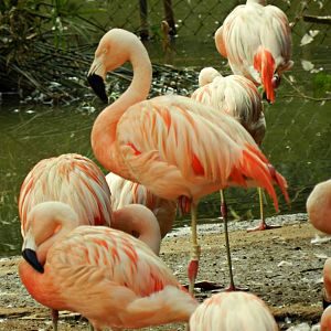 Chilean flamingos - Zoo São Paulo