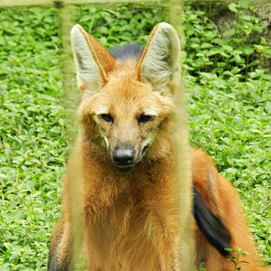 Maned wolf - Zoo São Paulo