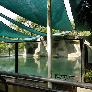 South-american sea lion exhibit - Zoo São Paulo