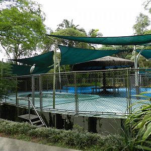 South-amercian sea lion exhibit - Zoo São Paulo