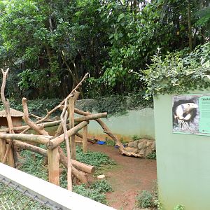 Lesser anteater exhibit - Zoo São Paulo
