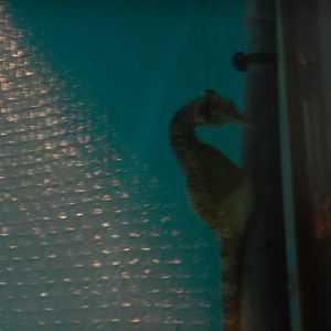 Big-Bellied Seahorse