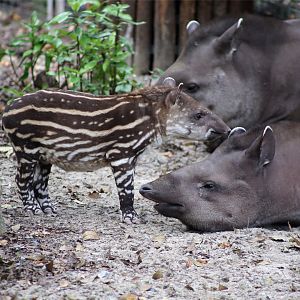Baby Tapir Messing with Sister