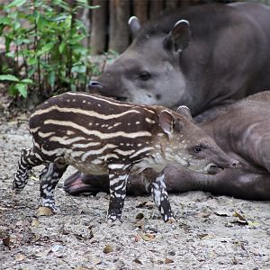 1-month-old Brazilian Tapir