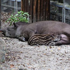 Brazilian Tapir Nursing