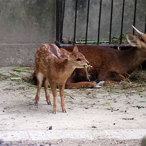 Hog Deer Fawn