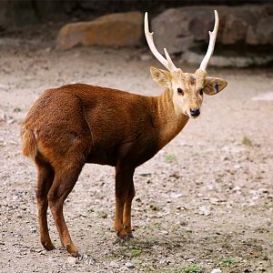 Hog Deer