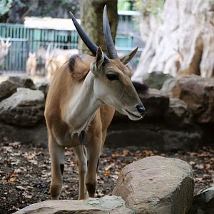 Common Eland