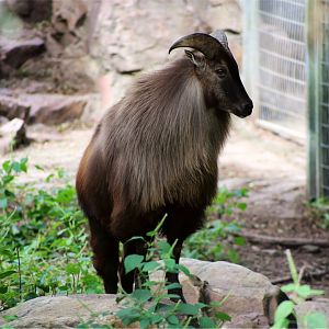 Himalayan Tahr