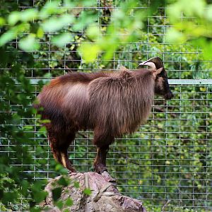 Himalayan Tahr