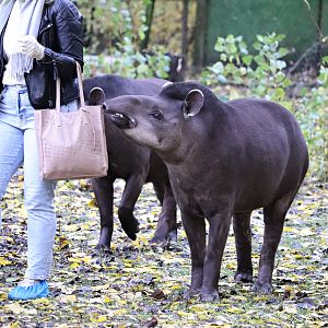 South American tapir (Tapirus terrestris)