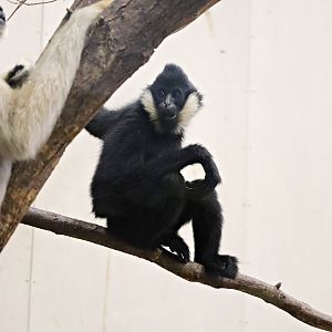 Northern White-cheeked Gibbon (Nomascus leucogenys)