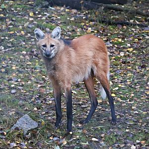 Maned wolf (Chrysocyon brachyurus)